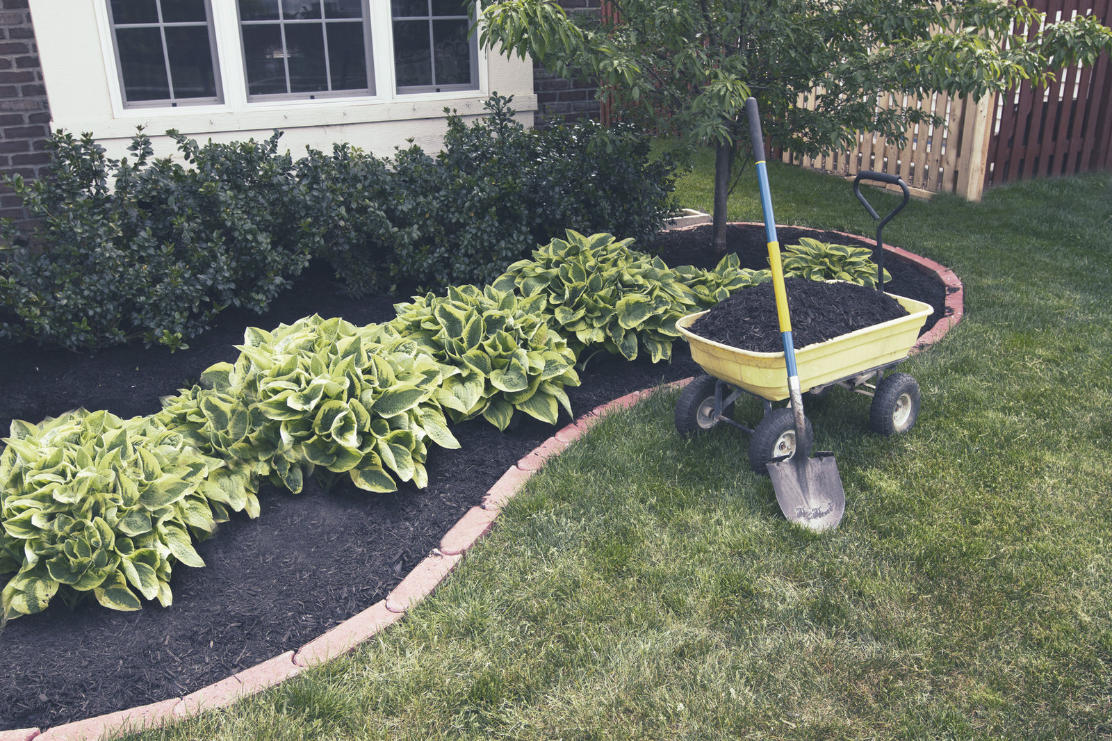 Mulched garden bed with hostas